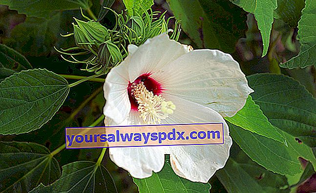 Bunga raya paya (Hibiscus moscheutos) atau bunga raya paya