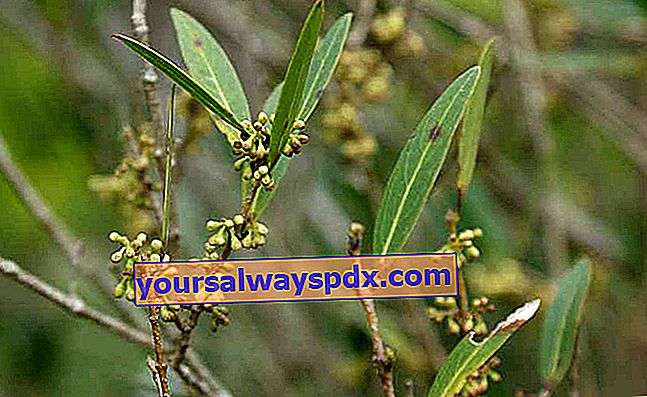 smalbladad trådmask (Phillyrea angustifolia) 