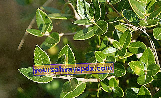 활엽 충 (Phillyrea latifolia) 