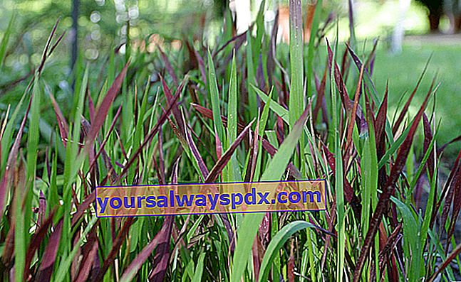 rumput merah (Imperata cylindrica 'Red Baron' syn. Imperata cylindrica 'Rubra')