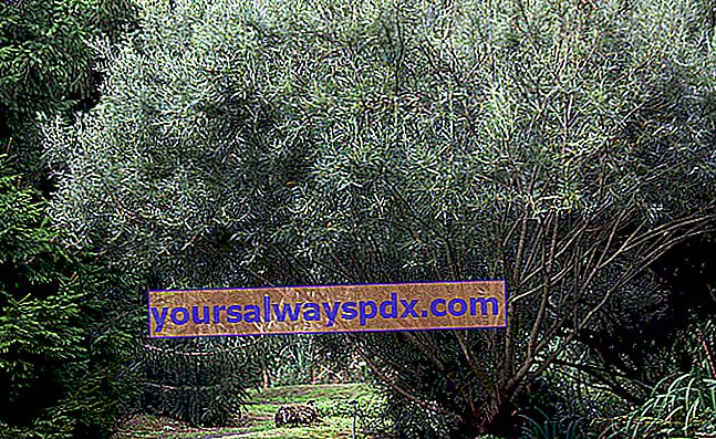Willow berdaun rosemary (Salix rosmarinifolia), menarik karena dedaunannya