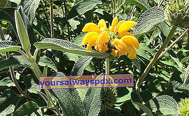 Salvia di Gerusalemme (Phlomis fruticosa) 