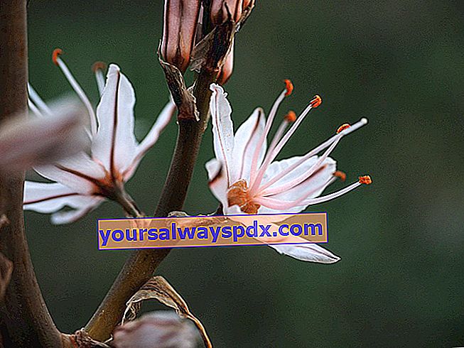 Berry asphodel (Asphodelus microcarpus), helig blomma