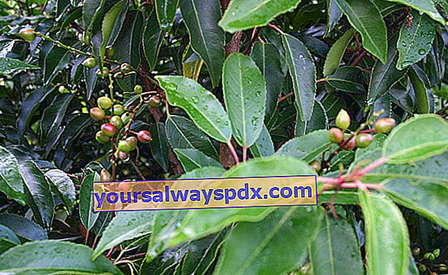 Portugiesischer Lorbeer (Prunus lusitanica): Pflanzen, Anbau und Pflege