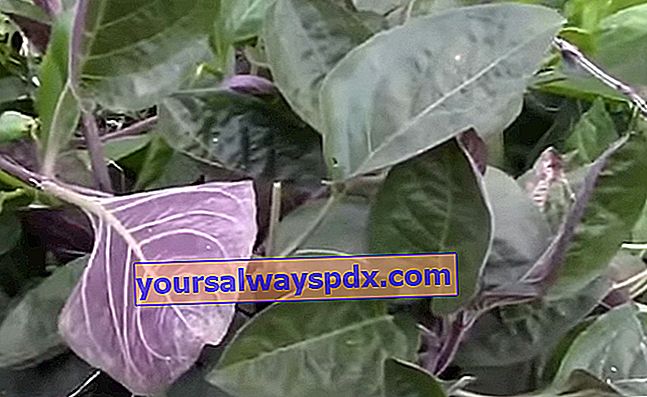 Käsepflanze (Paederia lanuginosa) mit Camembertgeschmack