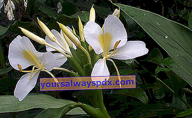 나비 생강 (Hedychium coronarium) 또는 Flor de Mariposa