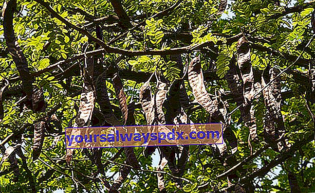 Pohon carob (Ceratonia siliqua), carob dengan khasiat obat