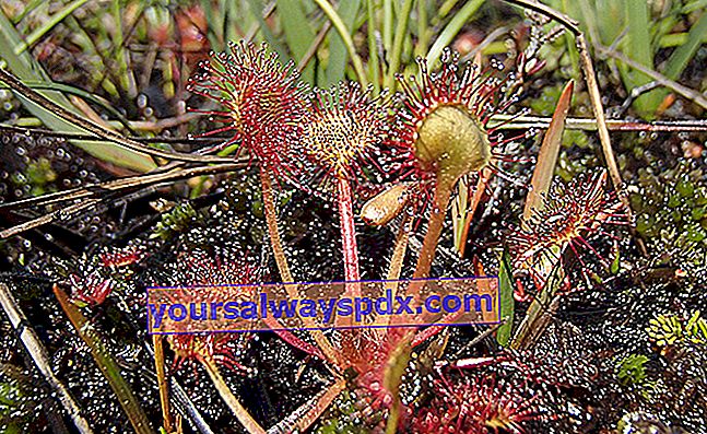 Rundbladet soldug (Drosera rotundifolia), fluesvamp