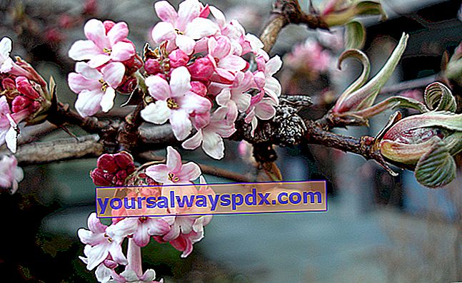 Viburno invernale (Viburnum x bodnantense), fioritura invernale