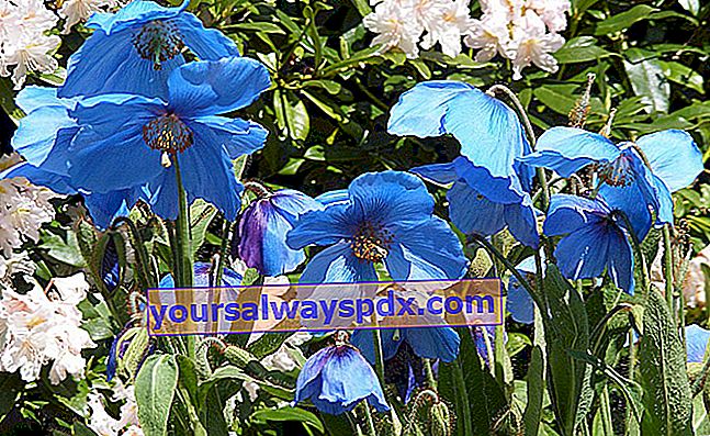 Papavero blu himalayano (Meconopsis betonicifolia) papavero blu