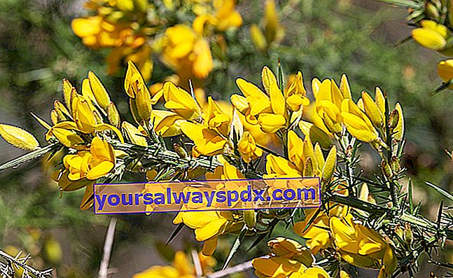 Gorse (Ulex europaeus), arbust liniștit spinos