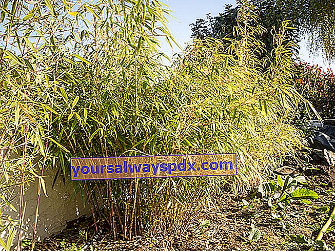 Fargesia rufa dari bambu tanpa jejak