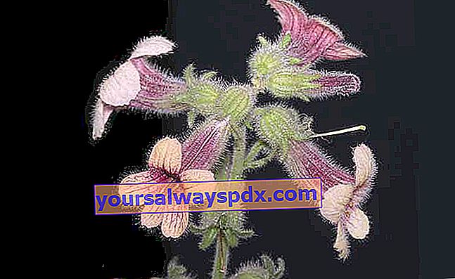 Rehmannia (Rehmannia glutinosa), kinesisk rævehandske