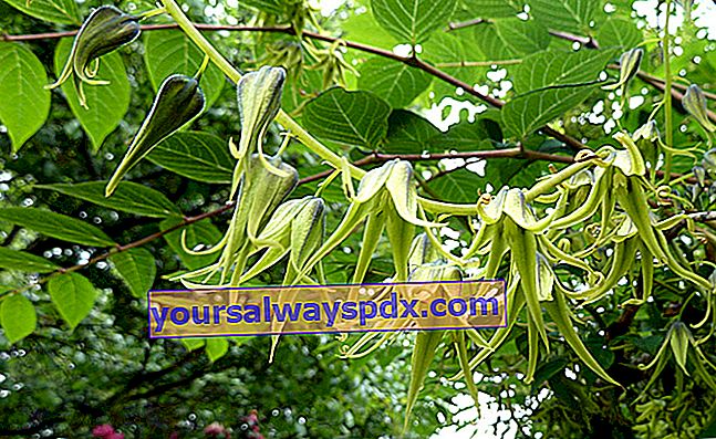Bunga apetal dari pohon kacang biru