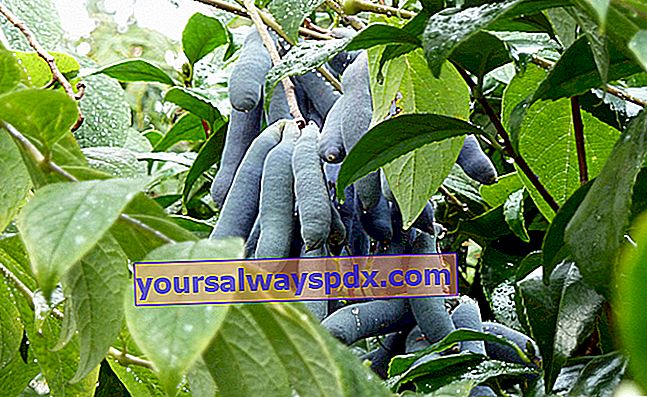 Blåbönträd (Decaisnea fargesii) med spektakulär frukt