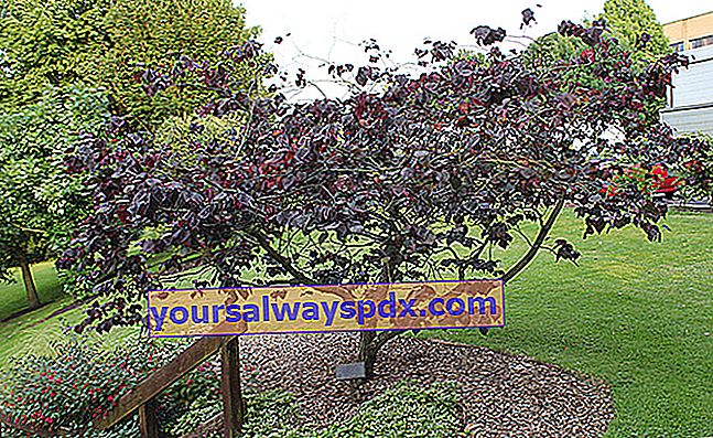 Cercis canadensis 'Pansy Forest' עם עלים אדומים סגולים כהים
