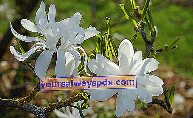 כוכב מגנוליה (Magnolia stellata), שיח הכוכבים הפורח