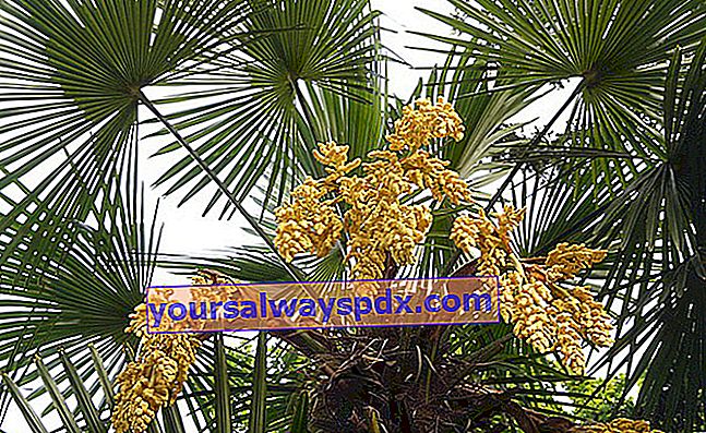 Palem rami (Trachycarpus fortunei) atau palem Cina