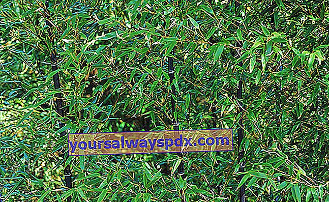 Sort bambus (Phyllostachys nigra) med sort stubb