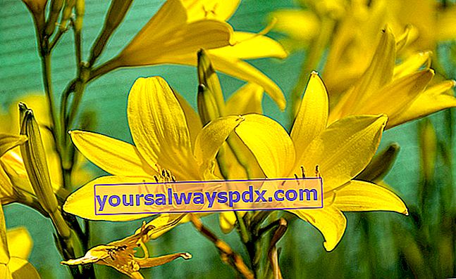 Daylily (Hemerocallis), day lilje