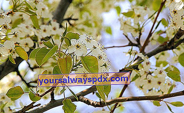 עץ אגס נוי פרחוני מאוד בחודשים מרץ-אפריל
