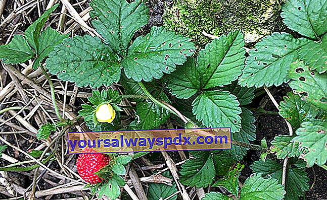 Indisk jordbær (Duchesnea indica), Duchesne jordbær eller falsk jordbær