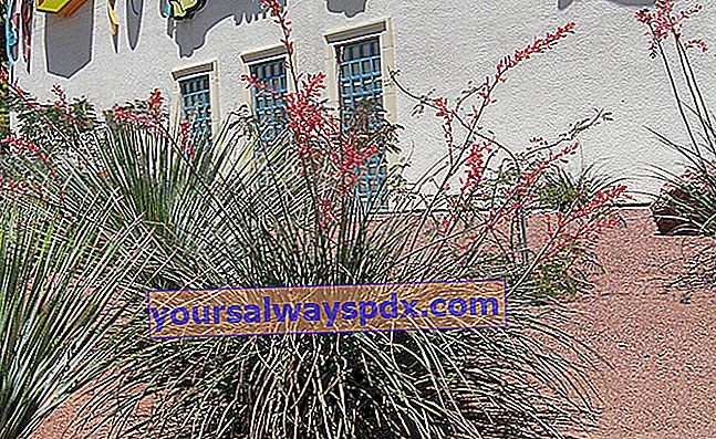 Rote Yucca (Hesperaloe parviflora), eine falsche Yucca