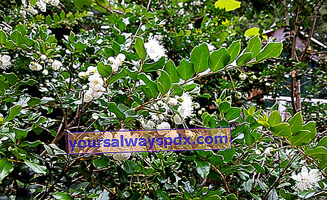 Chilensk Myrtle (Luma apiculata) eller Arrayán