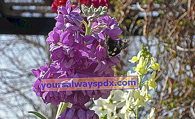 Karantæne wallflower (Matthiola incana), en sommer wallflower