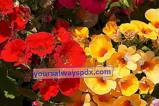 Blomst: Nemesia caeruela
