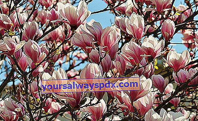 Laubmagnolie (Magnolia x soulangeana) und Blumen im Frühling