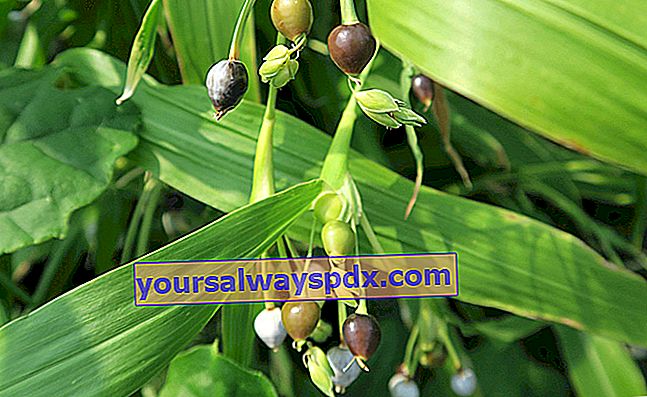 קרע איוב (Coix lacryma-jobi), חרוזי זרעים