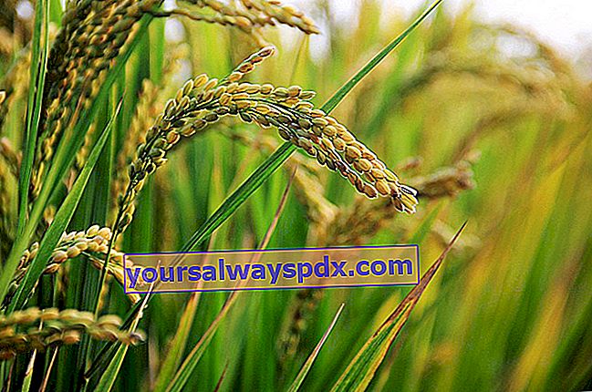 Ris (Oryza sativa), den første korn til konsum