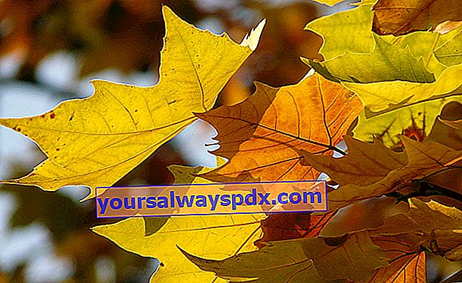 alberi di acero con foglie fiammeggianti in autunno