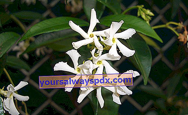 יסמין כוכב (Trachelospermum jasminoides)