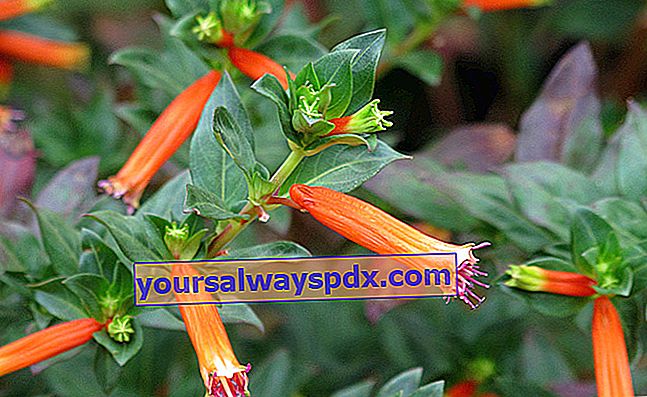 담배 식물 (Cuphea ignea) 또는 시가 꽃