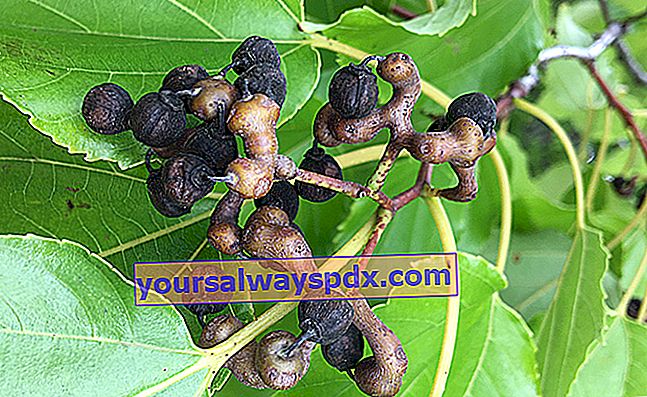 peduncoli d'uva cinese commestibili