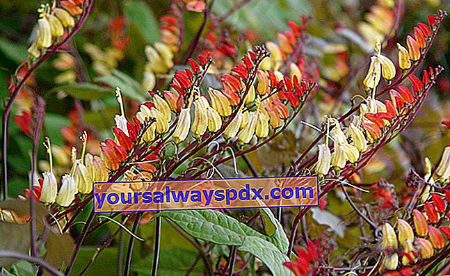 Indische Feder (Ipomoea versicolor) oder quamoclit lobata