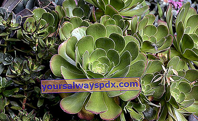 Aeonium eller Megalonium: rosetter af sukkulenter