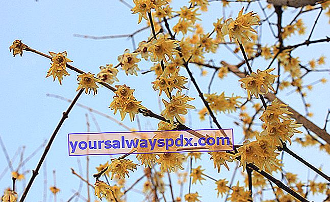 Fragrante Chimonanthus (Chimonanthus), una fioritura invernale