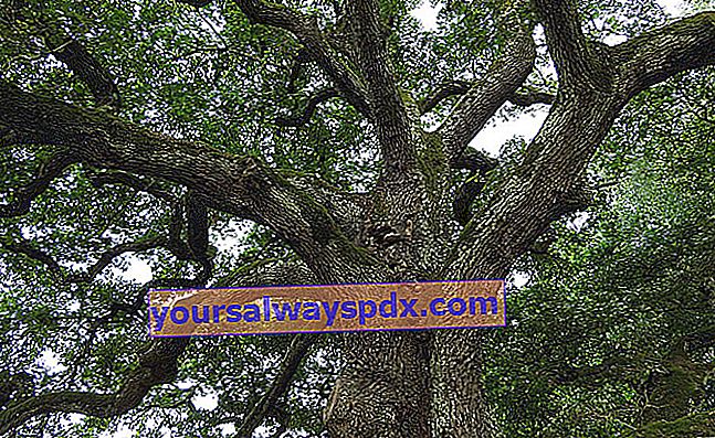 oak (Quercus spp.), pokok megah