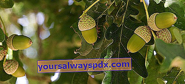 Oak (Quercus spp.), Pohon kemuliaan