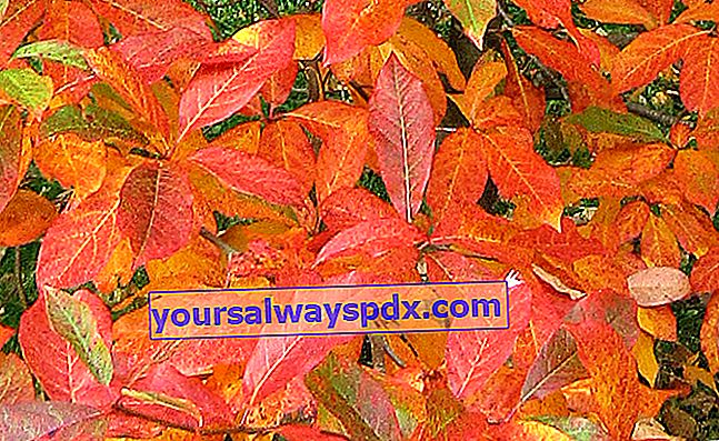 karminrøde glaserede tupelo-blade om efteråret