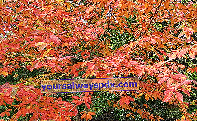 Tupelo (Nyssa sylvatica) med levende farver om efteråret