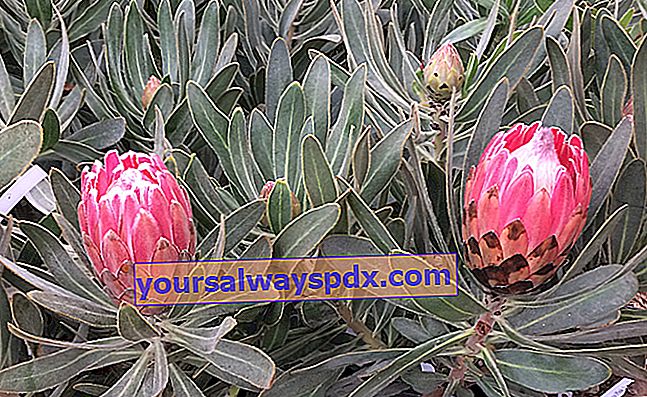 Protea (Protea 'Pink Ice'), blomstrende med lyserøde skovlblade