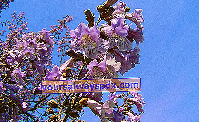 Paulownia (Paulownia tomentosa) di kebun
