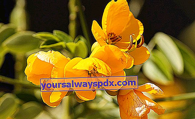 Senna (Cassia syn. Senna), ein kühler Strauch mit gelben Blüten