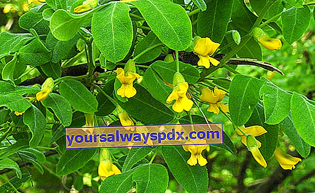שיטה צהובה (Caragana arborescens), עץ אפונה או עץ אפרסק סיבירי