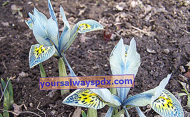 Løgformet iris (Iris reticulata), blomster om vinteren