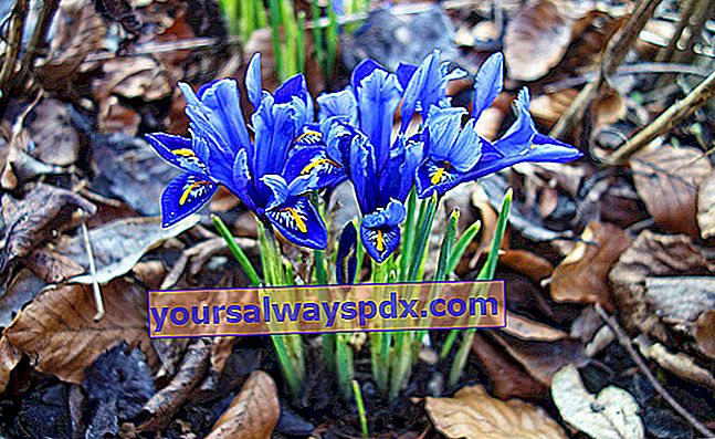 קשתית העין הבולזית (Iris reticulata), פרחים בחורף